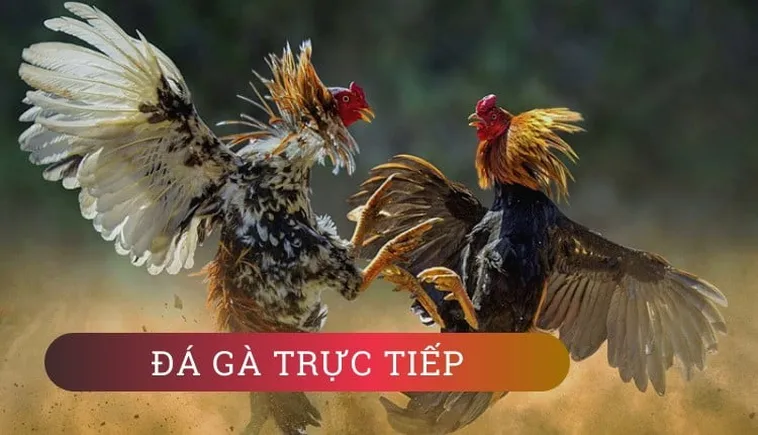Cách Chơi Đá Gà GA28 Tại M88 Hiệu Quả Và Chi Tiết 2 Cách Chơi Đá Gà GA28 Tại M88 Hiệu Quả Và Chi Tiết
