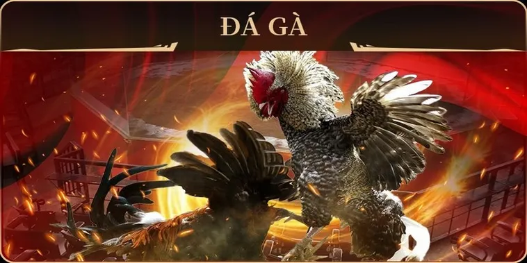 Cách Chơi Đá Gà GA28 Tại M88 Hiệu Quả Và Chi Tiết 1 Cách Chơi Đá Gà GA28 Tại M88 Hiệu Quả Và Chi Tiết