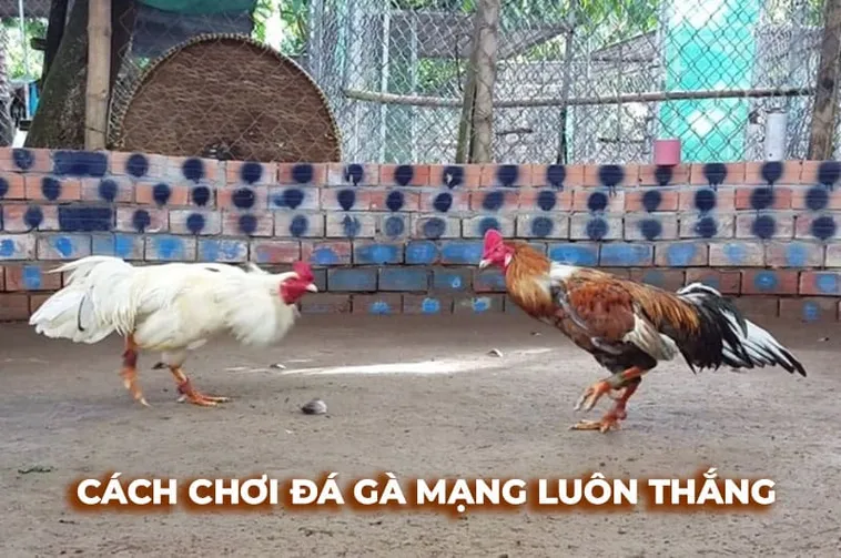 Cách Chơi Đá Gà Sabong Tại M88 Với Chiến Thuật Hiệu Quả 2 Cách Chơi Đá Gà Sabong Tại M88 Với Chiến Thuật Hiệu Quả