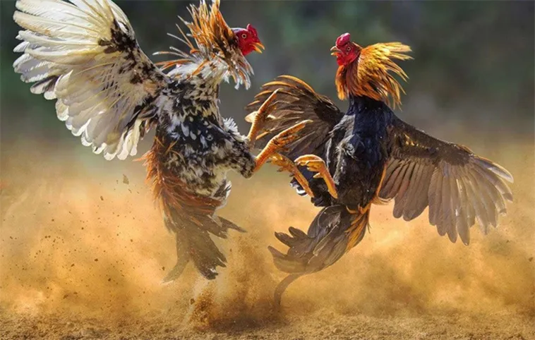 Cách Chơi Đá Gà WS168 Trực Tuyến Đầy Đủ Tại M88